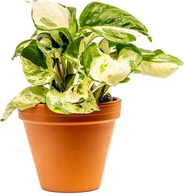 Obrázek produktu pro Gardners Epipremnum pinnatum Manjula, průměr 12 cm