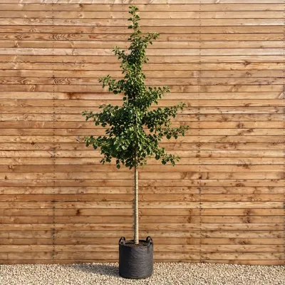 Produktbild von Ginkgo biloba Hochstamm Princeton Sentry 200-250 cm, Stammumfang 8-10 cm