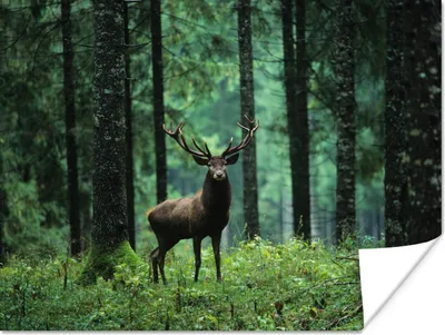 Produktbild von MuchoWow® Poster Hirsche - Wald - Bäume - Tiere - Natur 120x90 cm - Wandbild