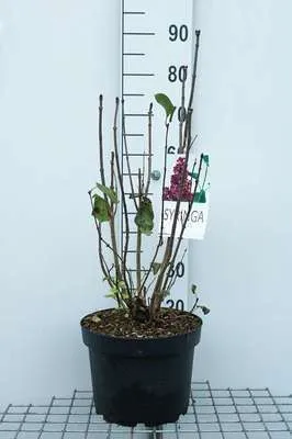 Image de Syringa vulg. 'Charles Joly' - Lilas noble 60- 70 cm - conteneur