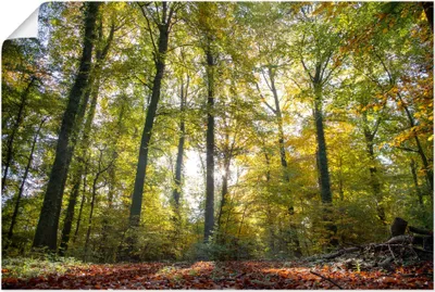 Produktbild von ARTland Poster Laubwald zum Herbst Größe: 90x60 cm