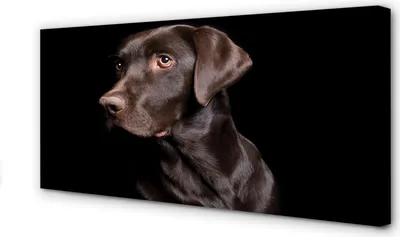 Produktbild von Leinwandbild 140x70 Wandkunst brauner Hund