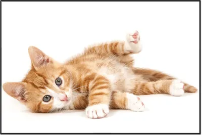 Produktbild von Wallario Wandbild Süße Katze mit großen Augen - rot weiß getigert, Größe: 61 x 91,50 cm, Poster mit schwarzem Aluminiumrahmen