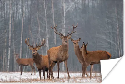 Produktbild von MuchoWow® Poster Hirsche - Wald - Winter 60x40 cm - Schlafzimmerdekoration