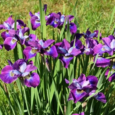 Productafbeelding van Iris sibirica 'Currier' – Siberische iris, 5 kale planten