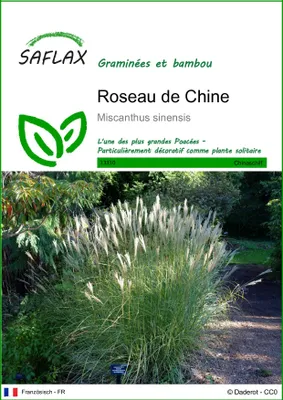 Image de SAFLAX  - Roseau de Chine - 200 graines - Miscanthus