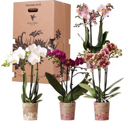 Obrázek produktu pro Prekvapení v krabici s orchidejemi - 4 rostliny (prumer 9cm) - Cerstvé