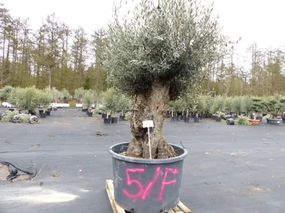 Produktbild von genau diesen Baum Nr. 5/F, 250 cm, Olivenbaum, knorrige alte urige Olive winterhart