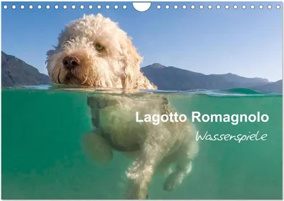 Produktbild von Lagotto Romagnolo - Wasserspiele (Wandkalender 2026 DIN A4 quer), CALVENDO Monatskalender
