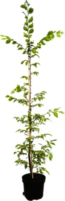 Produktbild von Carpinus betulus, Hainbuche, 125–150 cm