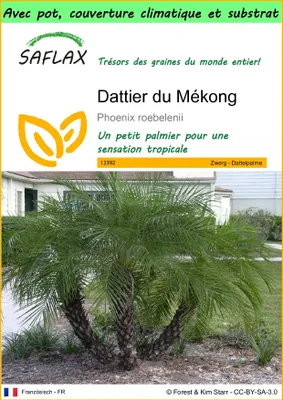 Image de SAFLAX Garden to go - Dattier du Mékong - 25 graines - Phoenix