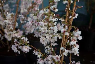 Zdjęcie produktu dla Prunus nipponica 'Brillant' - Japanische Zierkirsche 60-80 cm - Pojemnik