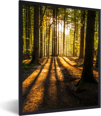 Produktbild von MuchoWow® Gerahmtes Poster Sonne - Bäume - Wald - Landschaft - Natur 60x80 cm - Poster mit Schwarzem Bilderrahmen Wandposter Rahmen Foto Bilder - Premium - Wanddeko Wohnzimmer