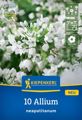 Produktbild von Kiepenkerl Zierlauch A. neapolitanum 10 Zwiebeln