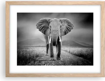 Produktbild von Gerahmtes Poster - Rahmen in heller Eiche - Elefant Wildnis Natur - 40x30 cm - Wand Bild - Wanddeko - Wandbilder - Kunstposter - Wandposter - Bilderrahmen - Bilder - Kunstdruck - P2NAA40x30-4966