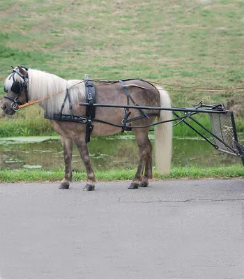 Produktbild von Einspänner Geschirr Economic, Pony und Shetty, schwarz, SH