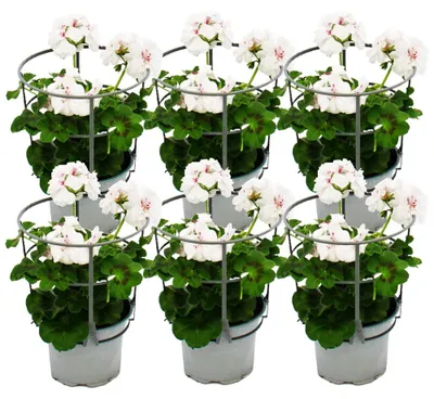 Produktbild von Geranien hängend - Pelargonium peltatum - 12cm Topf - Set mit 6 Pflanzen - weiß