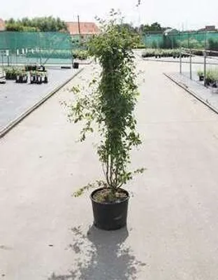 Obrázek produktu pro Syringa vulg. 'Mme Lemoine' - Šeřík 50- 60 cm - Kontejnerový