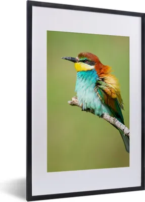 Produktbild von MuchoWow® Gerahmtes Poster Vogel - Tiere - Bienenfresser 40x60 cm - Poster mit Schwarzem Bilderrahmen Wandposter Rahmen Foto Bilder - Poster in Rahmen