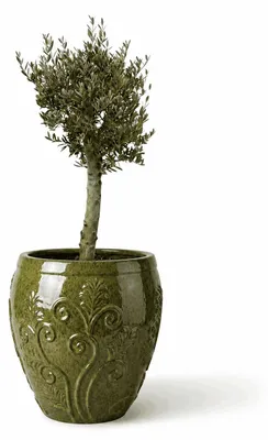 Obrázok produktu pre Olivovník v kvetináči keramickom Provencelia Tropická zelená, Ø75 cm x H78 cm
