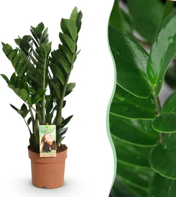 Immagine prodotto di Zamioculcas - Pianta ZZ - Bassa manutenzione - Verde - 65-75cm - Ø17cm - Pianta d'appartamento - Sempreverde