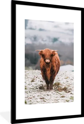 Produktbild von MuchoWow® Gerahmtes Poster Schottischer Highlander - Schnee - Berg 60x90 cm - Poster mit Schwarzem Bilderrahmen Wandposter Rahmen Foto Bilder - Dekoration - Wandposter Wohnzimmer - Hochwertig