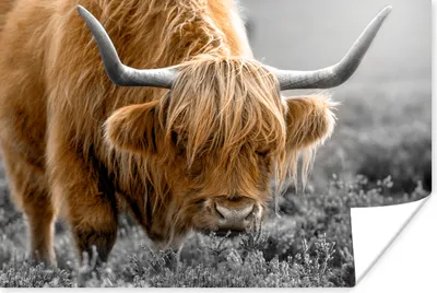 Produktbild von MuchoWow® Poster Schottisches Hochlandrind - Tiere - Braun - Kuh - Schwarz - Weiß - Natur 60x40 cm - Schlafzimmerdekoration