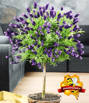 Produktbild von BALDUR Garten 1x Lavendelstämmchen mit Krone, Pflanze im 1,5 Liter-Topf, Lavandula für Balkon & Terrasse Duftlavendel, winterhart, duftend, trockenresistent, pflegeleicht, bienenfreundlich