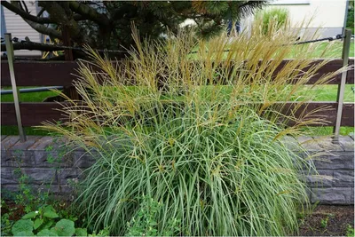 Produktbild von Stauden Gänge 5 x Miscanthus sinensis 'Condensatus' im 1 Liter Topf - Chinaschilf - Struktur und Größe, die beeindrucken - Winterhart - Mehrjährig