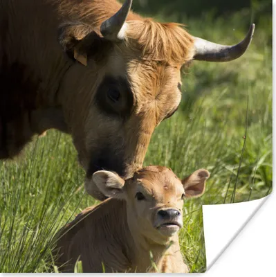 Produktbild von MuchoWow® Poster Kuh - Gras - Horn - Kalb 50x50 cm - Wohnzimmerdekoration