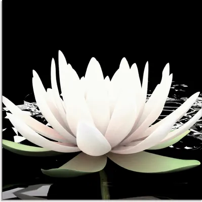 Produktbild von ARTland Glasbild Zwei Lotusblumen auf dem Wasser Größe: 20x20 cm