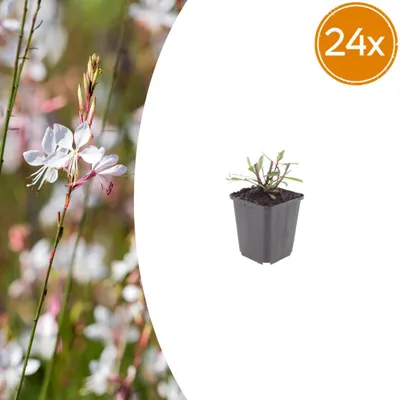 Produktbild von Gaura l. 'Whirling Butterflies' | 24 Stück - 10-25cm - Ø9cm - Gartenpflanze
