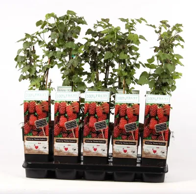 Produktbild von Rubus Thornless Tayberry 60-70 cm Himbeere-Brombeere Kreuzung 'Tayberry'