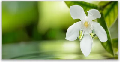 Produktbild von Tulup Leinwand-Bilder 120x60 Wandbild Canvas Kunstdruck Blume Blätter Pflanzen