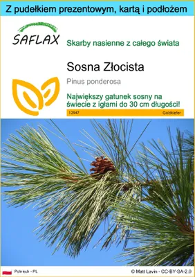 Zdjęcie produktu dla SAFLAX - Zestaw prezentowy - Sosna Złocista - 20 Nasiona - Z pudełkiem upominkowym, etykietą wysyłkową, kartą podarunkową i podłożem uprawowym - Pinus ponderosa