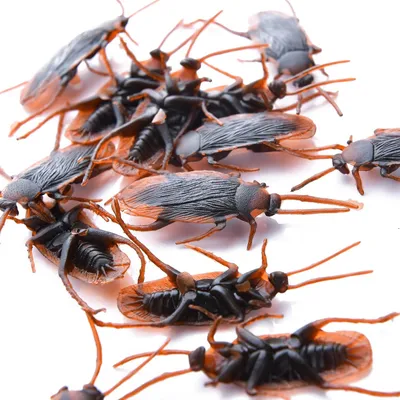 Imagen del producto de Araña de plástico realista, juguete para Halloween. Set de 30 unidades. Decoraciones para fiestas de adultos y eventos temáticos (también incluye cucarachas)