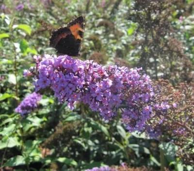 Produktbild von Schmetterlingsflieder Camberwell Beauty - Buddleja davidii - Sommerflieder - duftend (60-80)