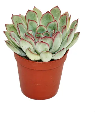 Produktbild von Echeveria pulidonis - kleine Pflanze im 5,5cm Topf
