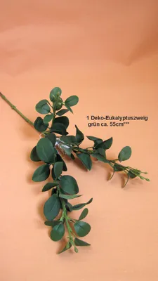 Produktbild von Eucalyptuszweig grün Höhe 56cm