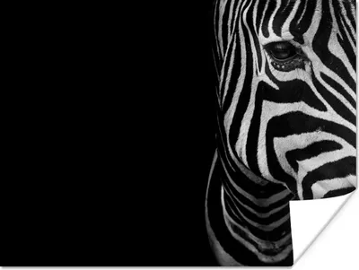 Produktbild von MuchoWow® Poster Tiere - Zebra - Schwarz - Weiß 160x120 cm - Foto Plakat