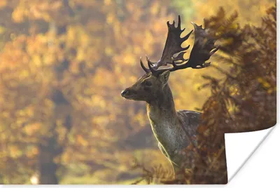 Produktbild von MuchoWow® Poster Hirsche - Geweihe - Herbst 60x40 cm - Schlafzimmerdekoration