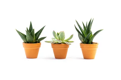 Obrázok produktu pre Zmes sukulentov Gardners, priemer 3,5 cm