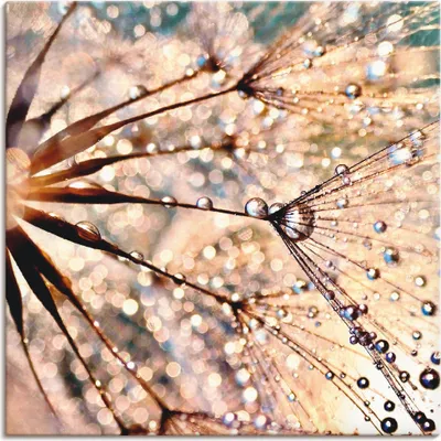 Produktbild von ARTland Leinwandbild Pusteblume - Kisses from rain Größe: 50x50 cm