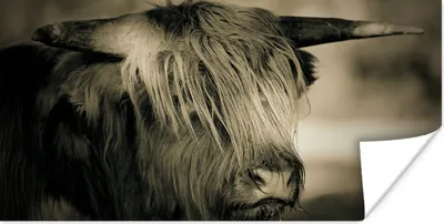 Produktbild von MuchoWow® Poster Schottischer Highlander - Tiere - Haare 160x80 cm - Foto Poster