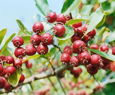 Produktbild von Malus 'Red Obelisk' -R-, Zierapfel, rot, 60–100 cm