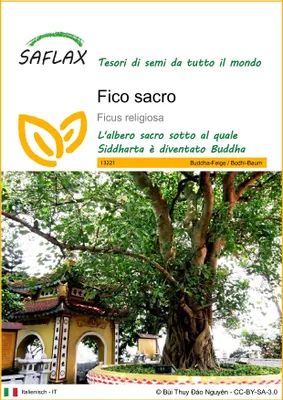 Immagine prodotto di SAFLAX  - Fico sacro - 100 semi - Ficus