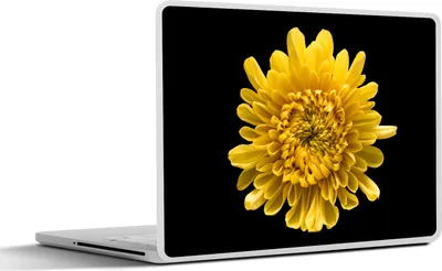 Produktbild von MuchoWow® Laptop Aufkleber Sticker Cover Eine gelbe Chrysantheme auf schwarzem Hintergrund 30x22 cm - Laptop-Sticker