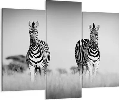 Produktbild von Bild auf Leinwand - Leinwandbild - 3 Teile - Zebras Fotografie Schwarzweiß - 130x100cm - Wand Bild - Wanddeko - Wandbilder - Leinwanddruck - Bilder - Wanddekoration - Leinwand bilder - CB130x100-4476