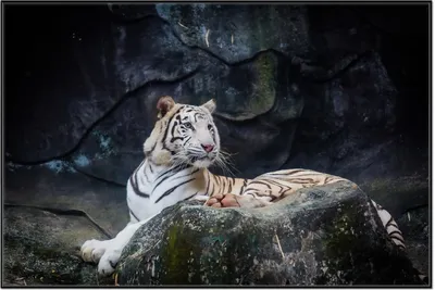 Produktbild von Wallario Wandbild Weißer Tiger auf einem Felsen, Größe: 61 x 91,50 cm, Poster mit schwarzem Aluminiumrahmen