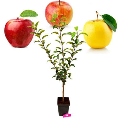 A potted apple tree with three apples placed above it, representing different varieties.